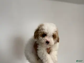 Miniature Poodle dogs Linda - Ad 33