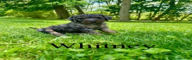 Whitney- Standard F1B