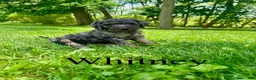 Goldendoodle dogs for sale: Whitney- Standard F1B - Ad 1