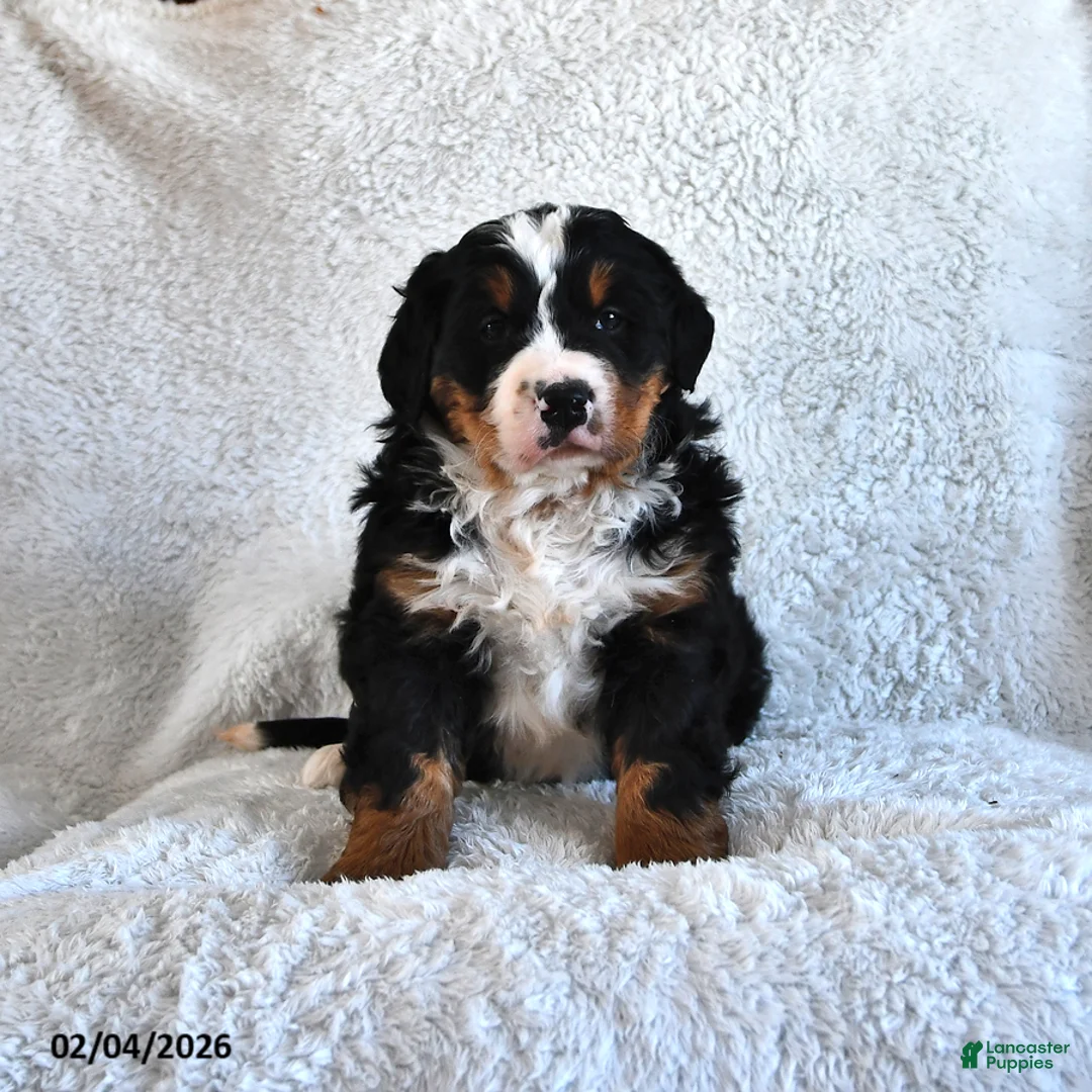 Bernese Mountain Dog dogs for sale: Creed - Ad 3
