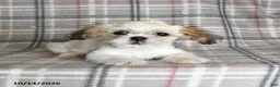 Shih Tzu dogs for sale: Lucy - Ad 4