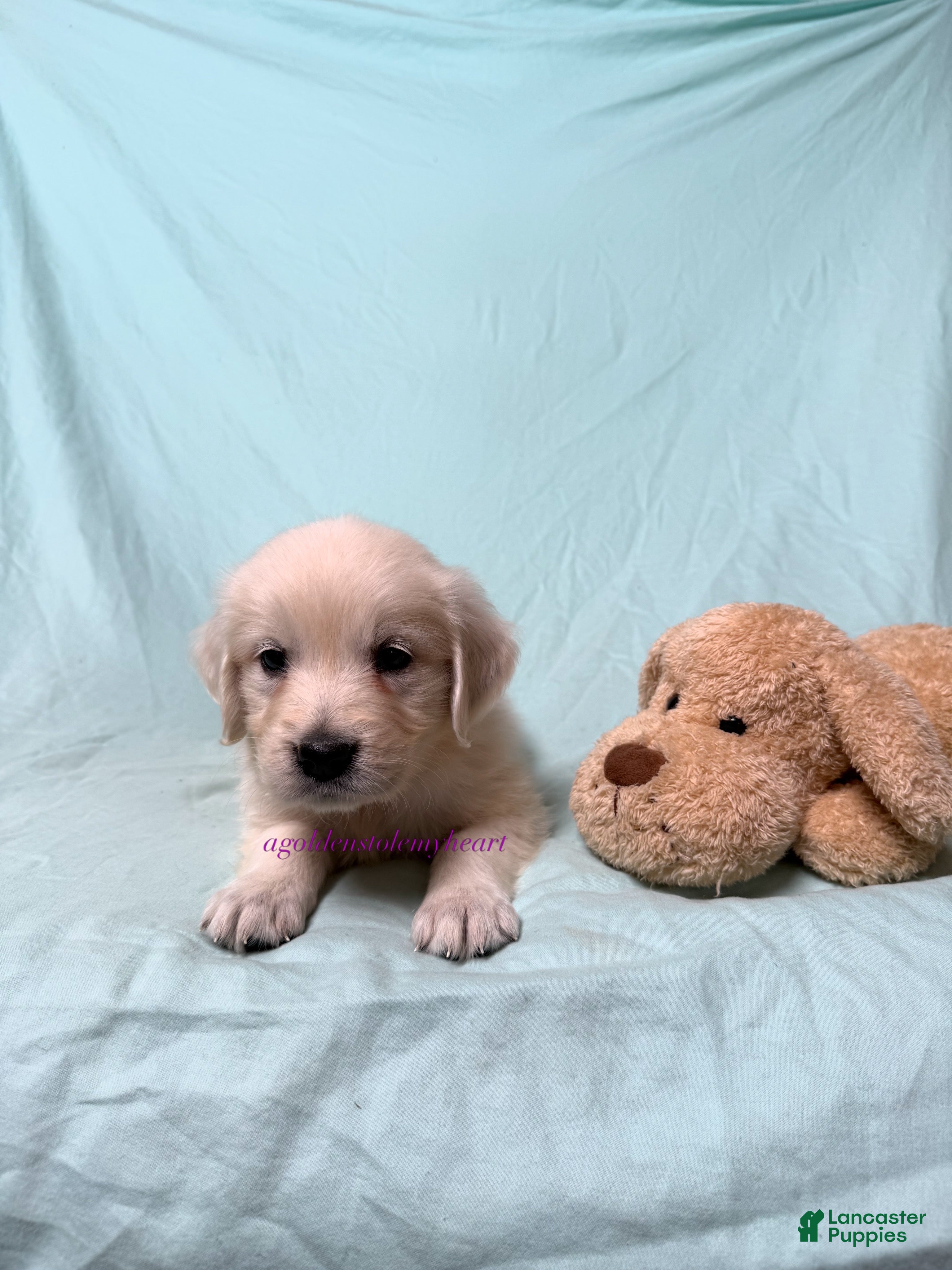 Golden Retriever dogs Milly - Ad 1