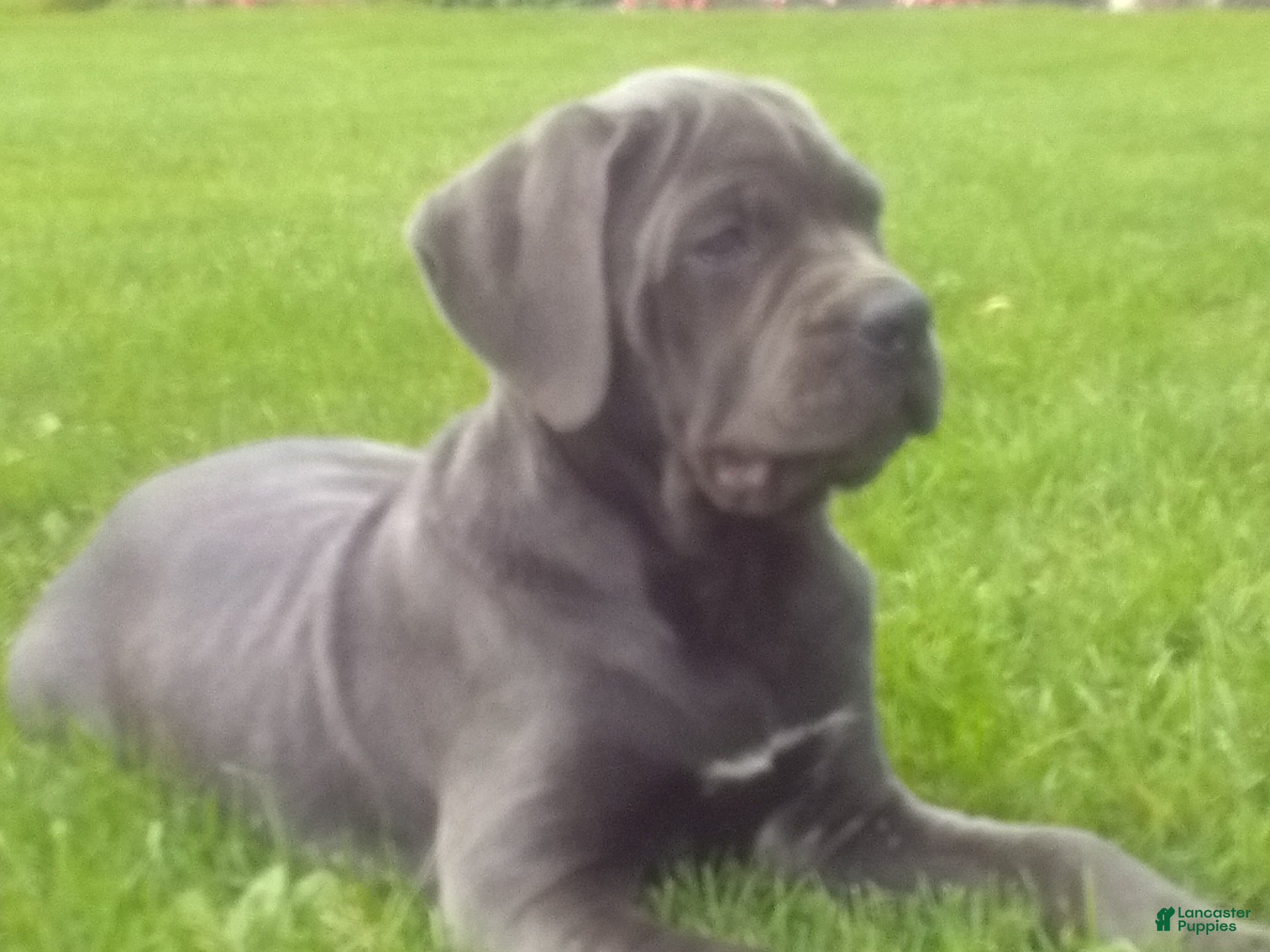 Cane Corso dogs Diamond - Ad 1