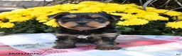 Yorkshire Terrier dogs for sale: Bently - Ad 5