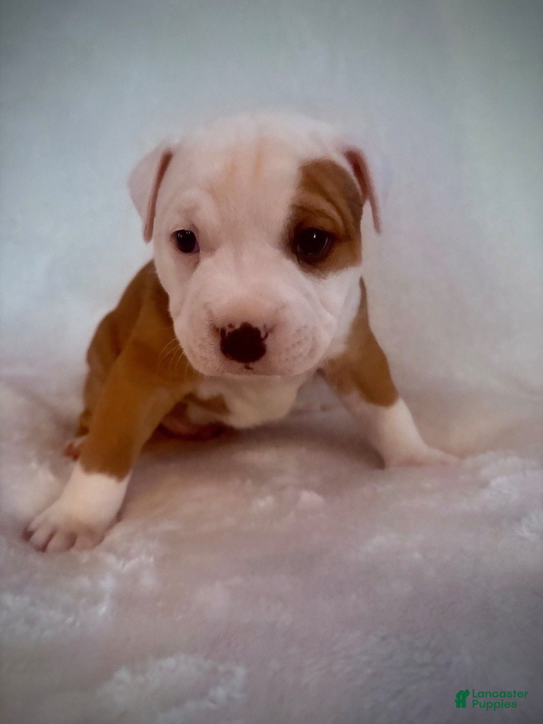 American Bully dogs Marley - Ad 1