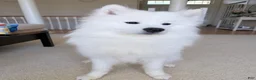 Samoyed dogs for sale: Ace - Ad 7