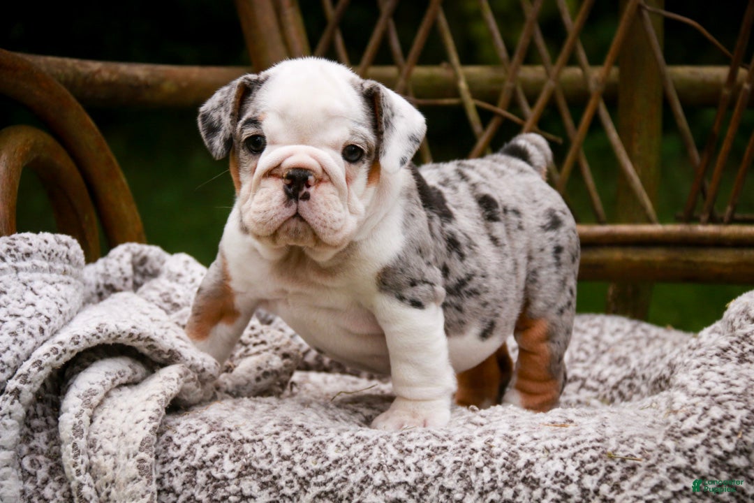 English Bulldog dogs for sale: Tina English Bulldog  - Ad 2