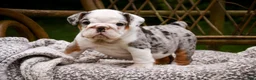 English Bulldog dogs for sale: Tina English Bulldog  - Ad 5