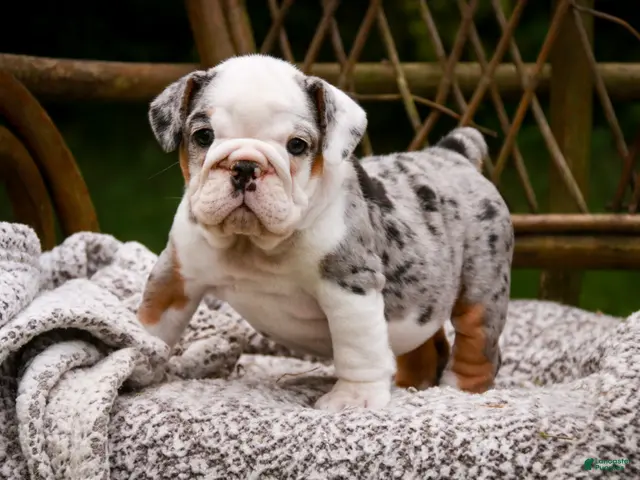 English Bulldog dogs for sale: Tina English Bulldog - Ad 2