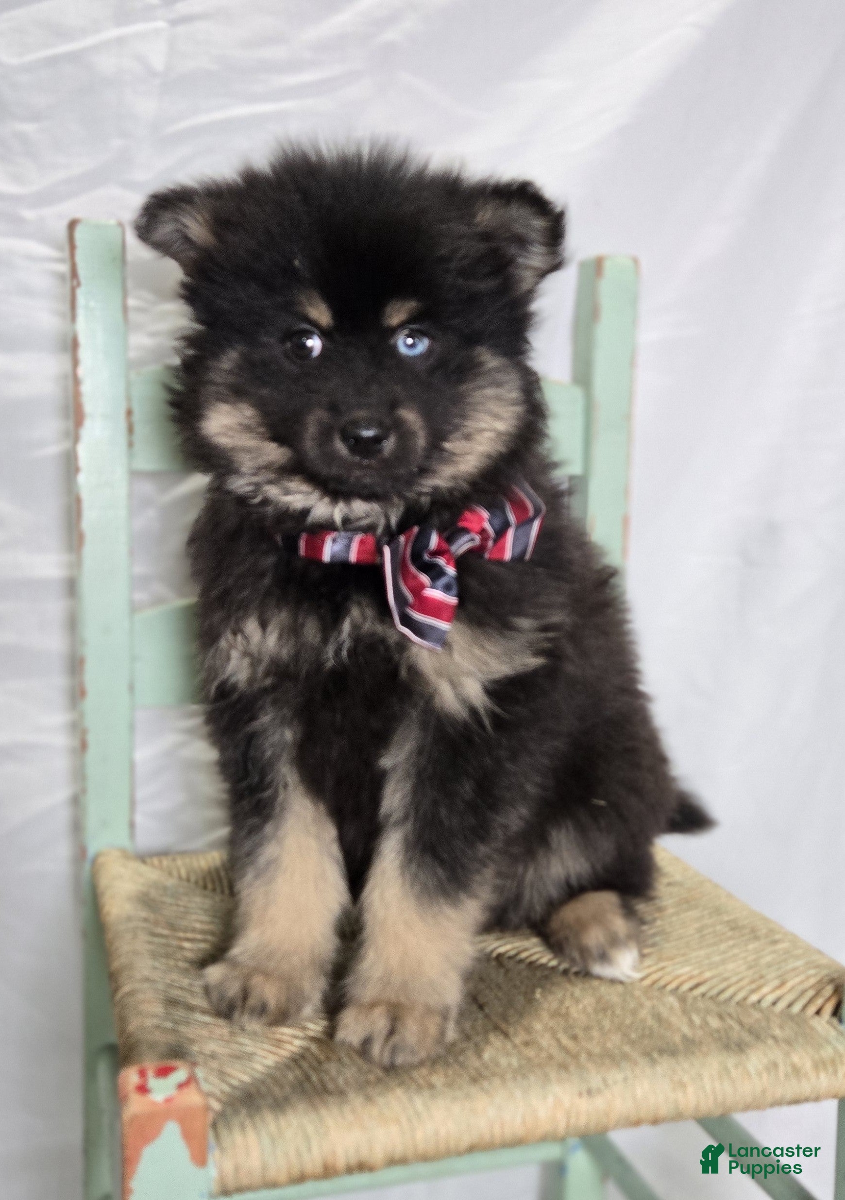Pomsky dogs Sam - Ad 2