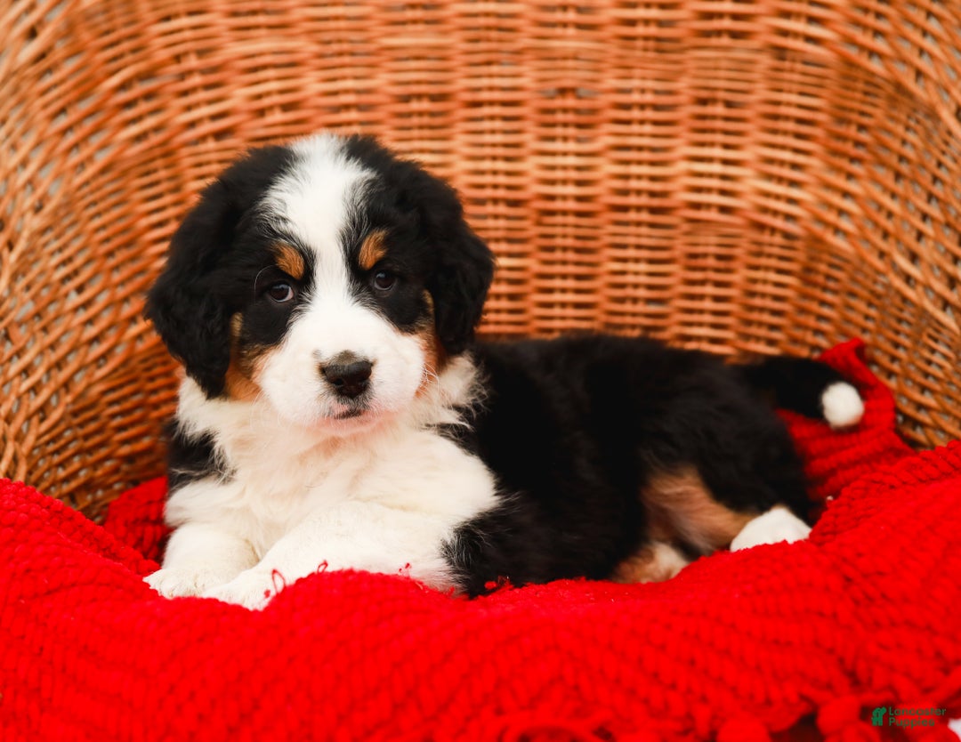 Aussiedoodle dogs for sale: Rose Standard - Ad 5