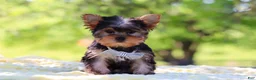 Yorkshire Terrier dogs for sale: Bolt - Ad 11