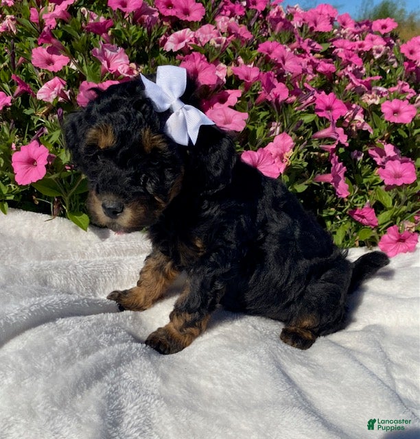 Mini Bernedoodle dogs for sale: Raven - Ad 2