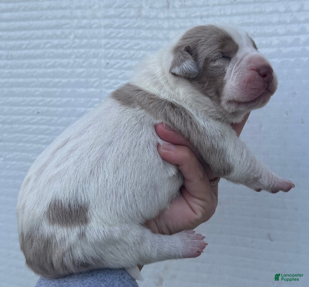 Catahoula Leopard Dog dogs for sale: Catahoula Leopard Dog Puppy 2 - Ad 2