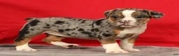 Beabull dogs for sale: Cola - Ad 6