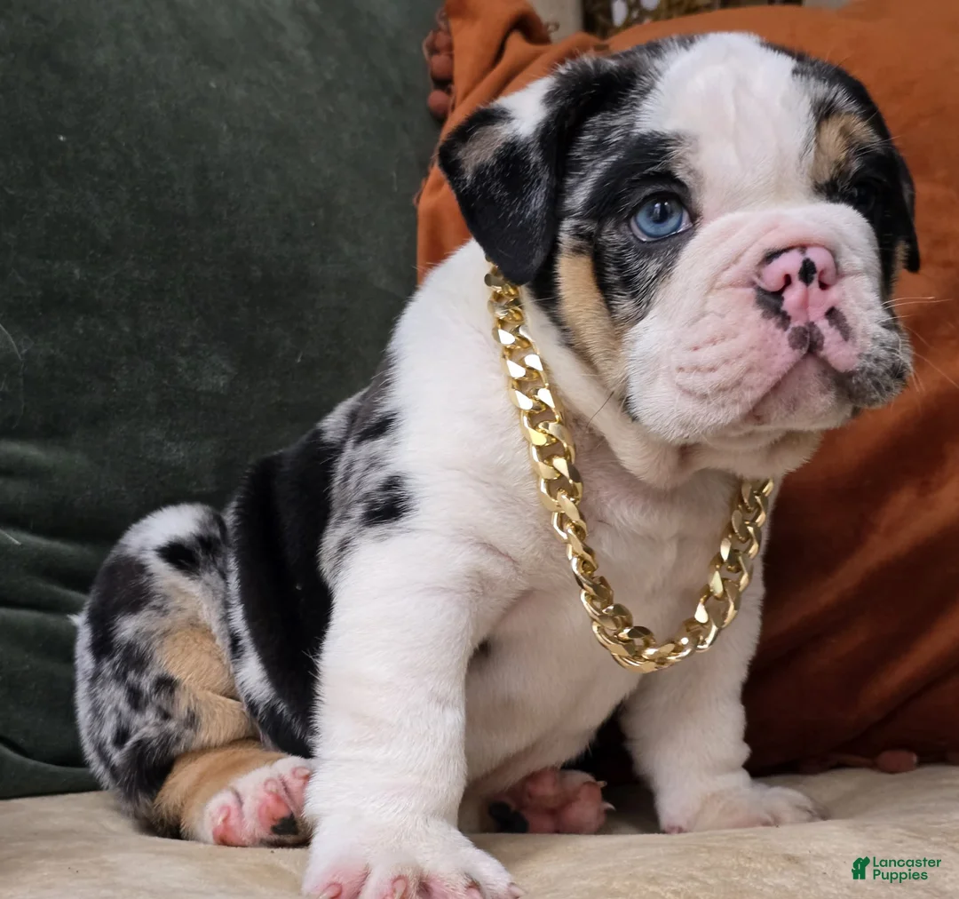 English Bulldog dogs for sale: Bubbles - Ad 1