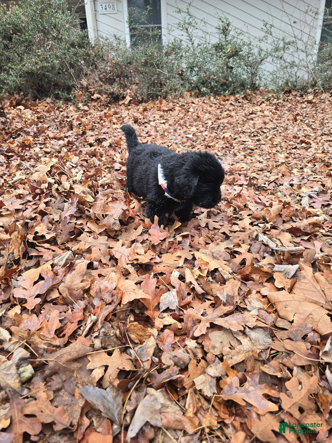 Newfoundland dogs for sale: Newfoundland Puppy 1 - Ad 3