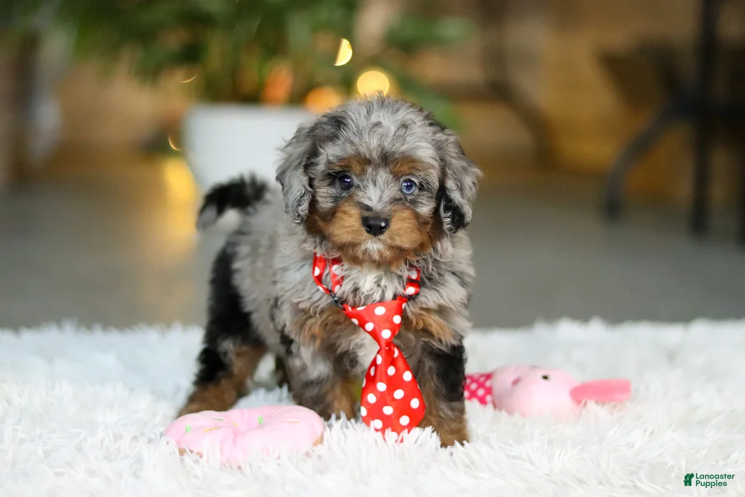 Cavapoo dogs for sale: Carter - Ad 3