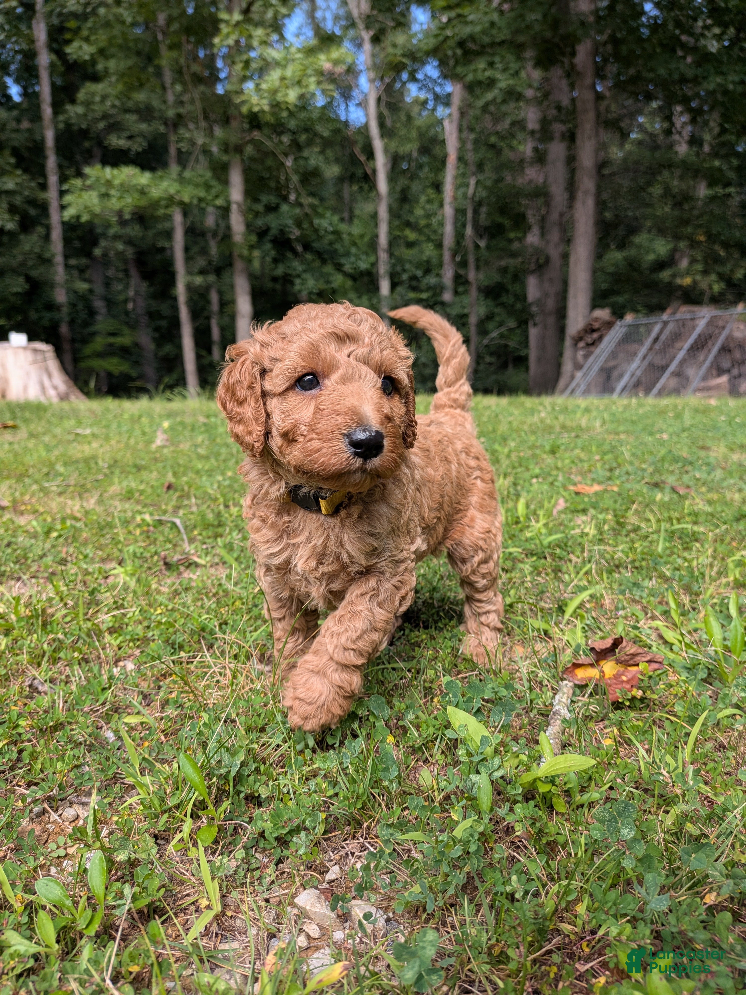 Miniature Labradoodle dogs Ashley - Ad 1