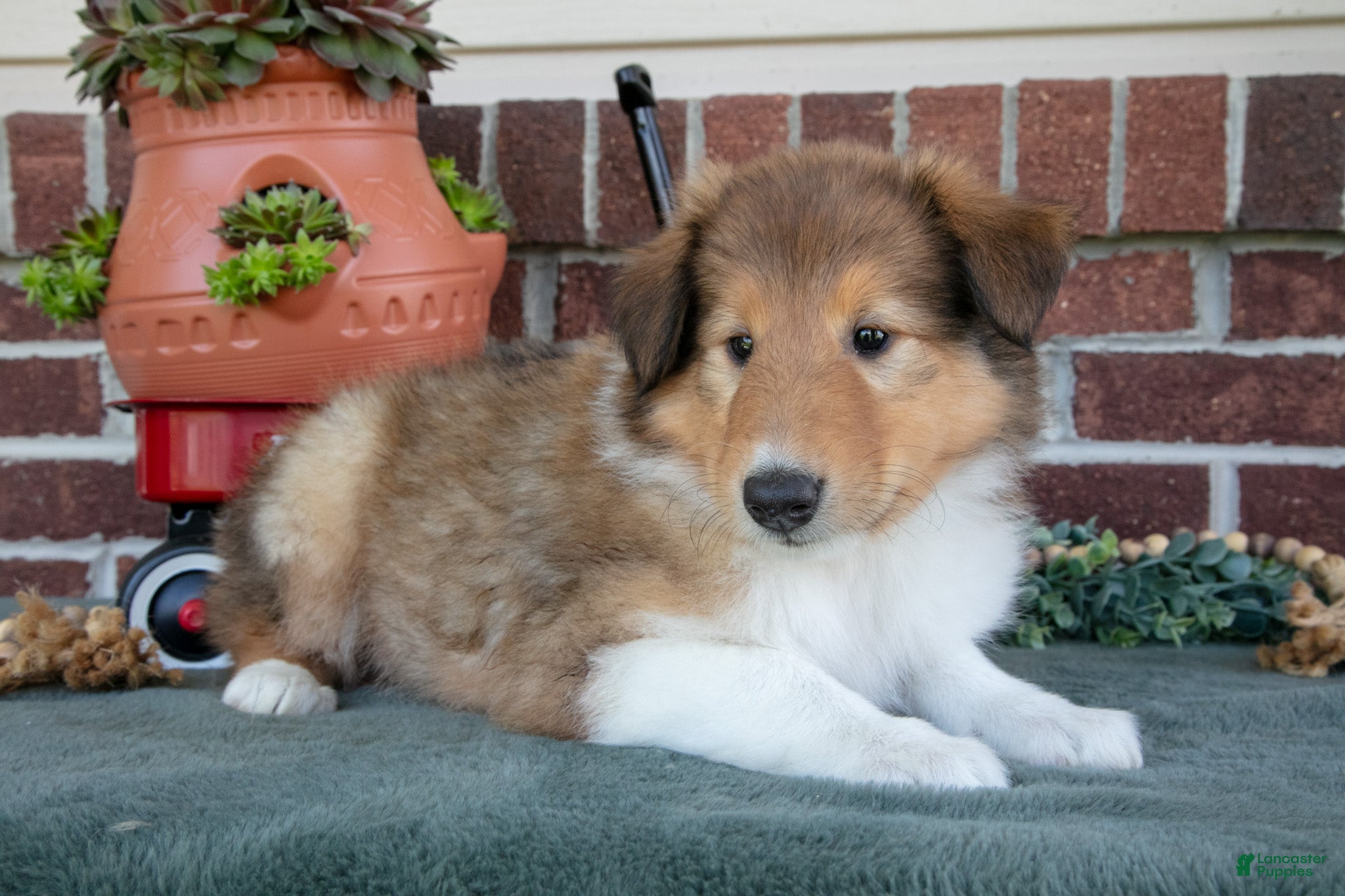 Collie dogs Ally - Ad 2