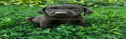 Labrador Retriever dogs for sale: Summer - Ad 6