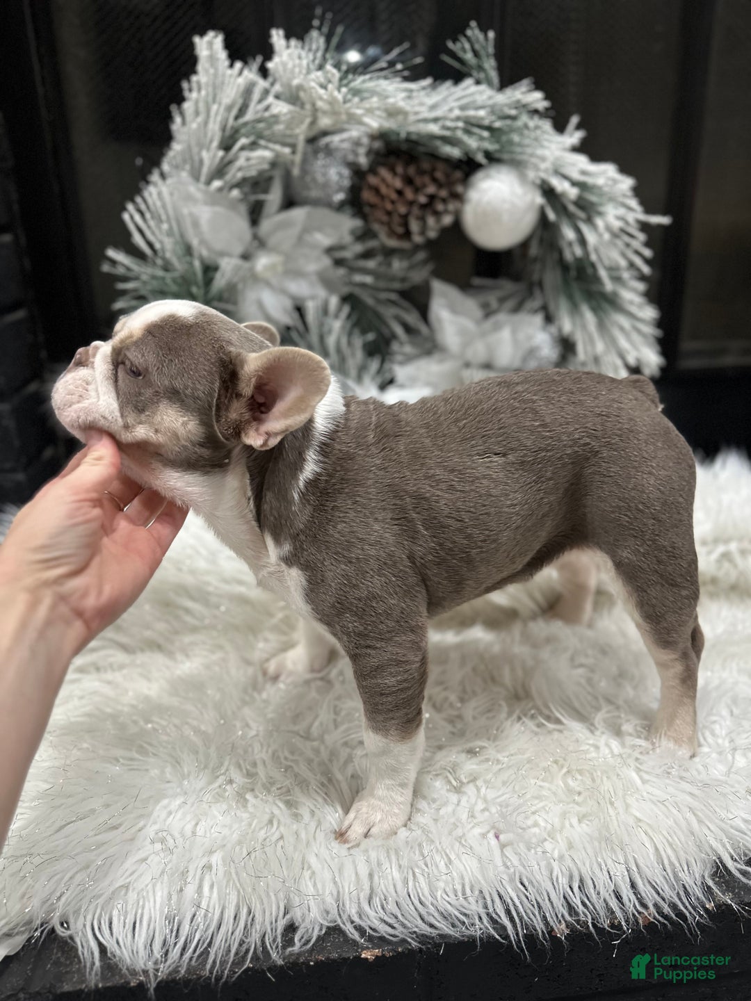 French Bulldog dogs for sale: Newshade Isabella and tan husky - Ad 3