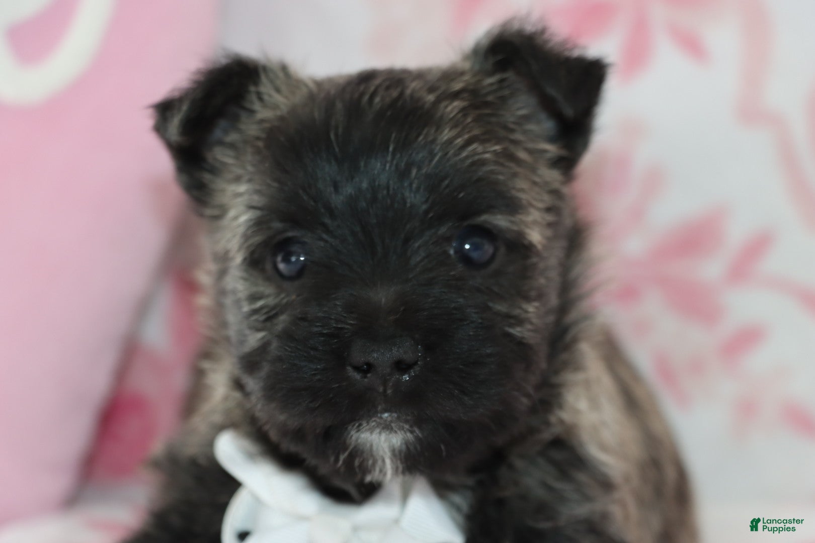 Cairn Terrier dogs Chet - Ad 9