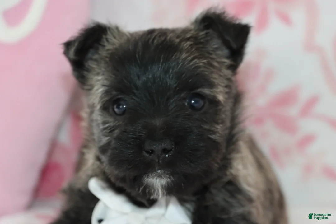 Cairn Terrier dogs for sale: Chet - Ad 1