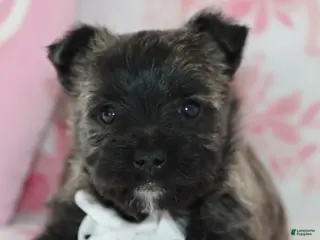 Cairn Terrier dogs Chet - Ad 9