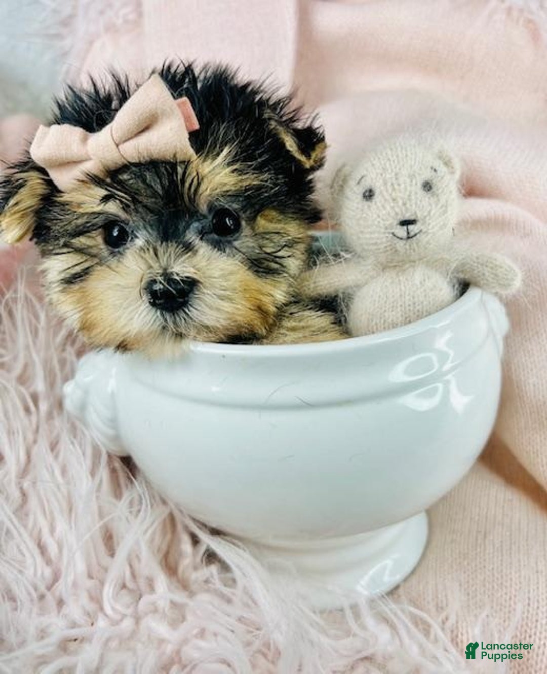 Morkie dogs for sale: Morkies   HAND DELIVERY  - Ad 1