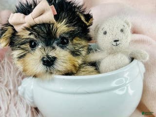 Morkie dogs Morkies HAND DELIVERY - Ad 15