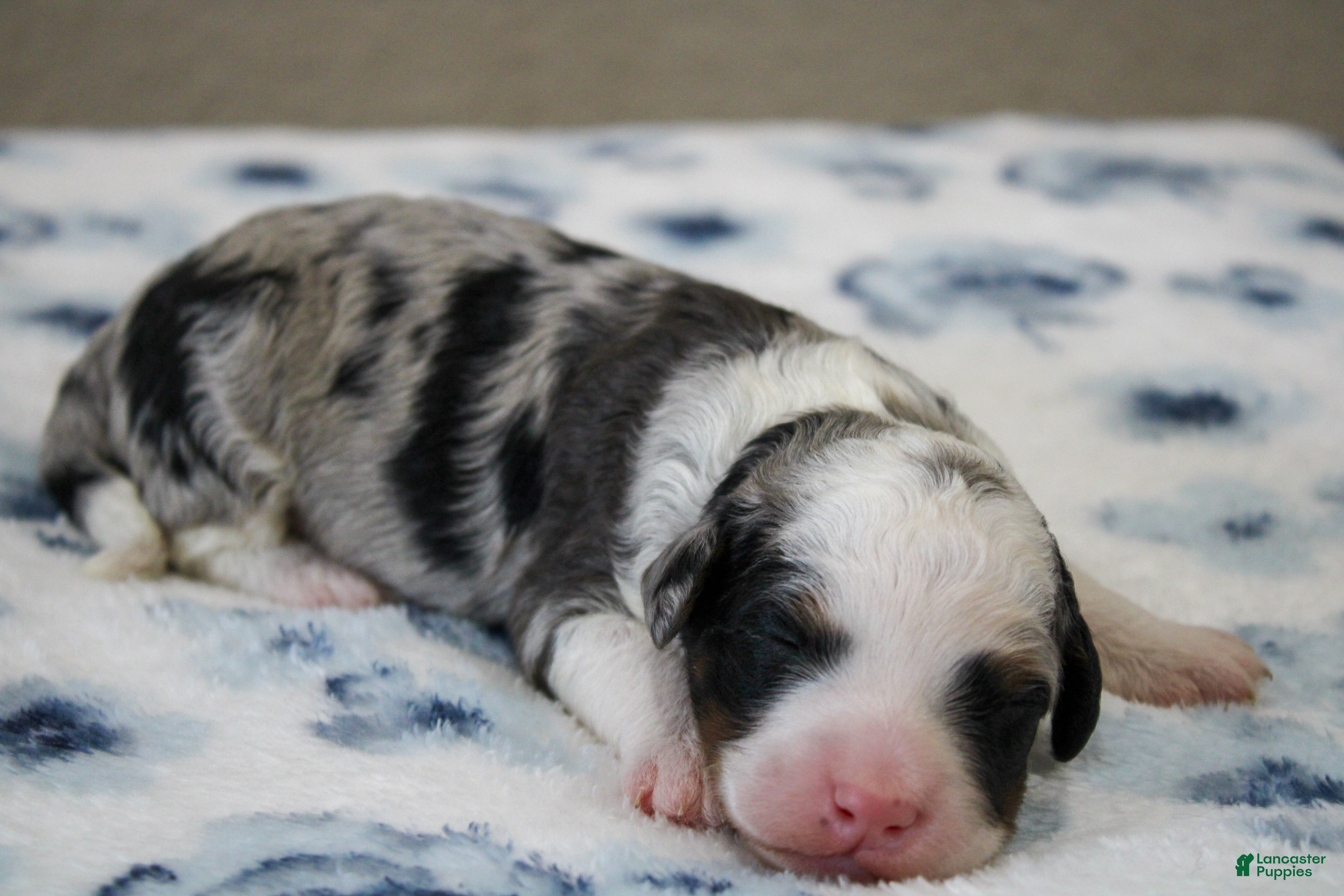 Mini Bernedoodle dogs Scottie  - Ad 2