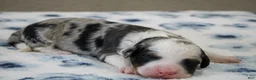 Mini Bernedoodle dogs for sale: Scottie  - Ad 2