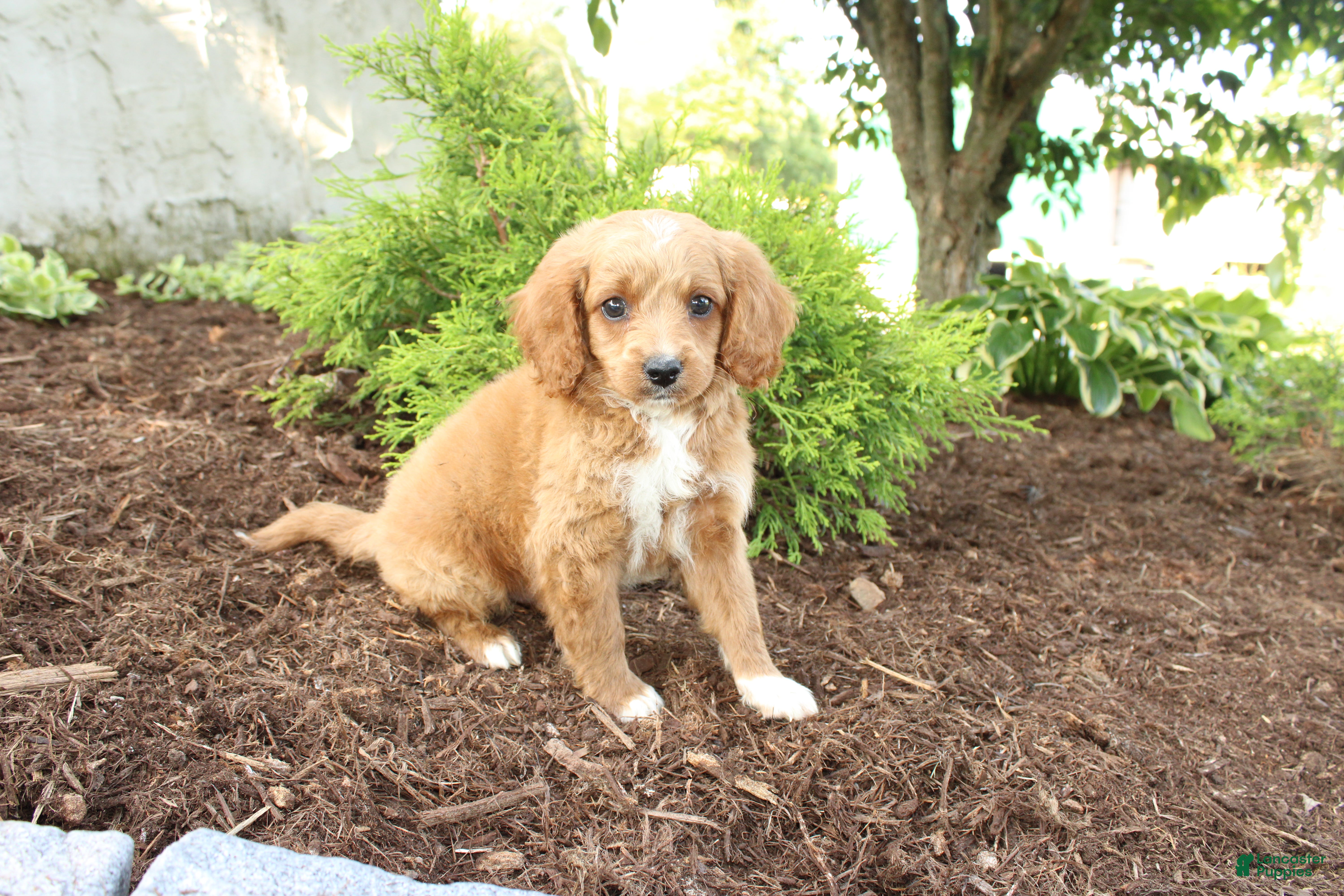 Cavapoo dogs Andy - Ad 2