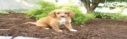 Cavapoo dogs for sale: Andy - Ad 2