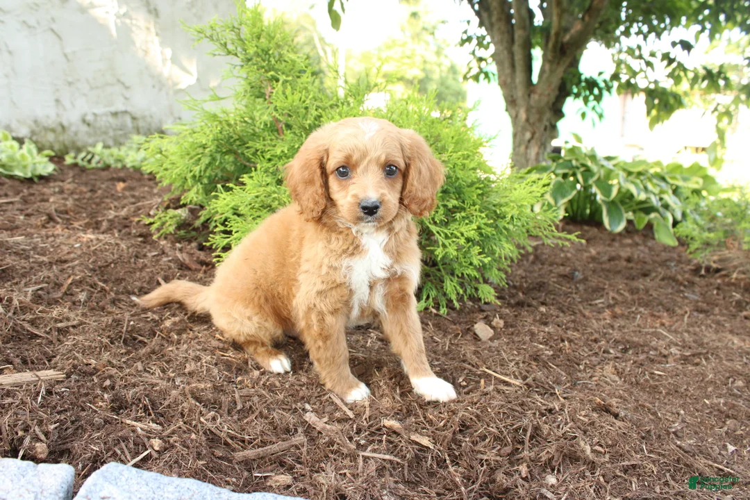 Cavapoo dogs for sale: Andy - Ad 2