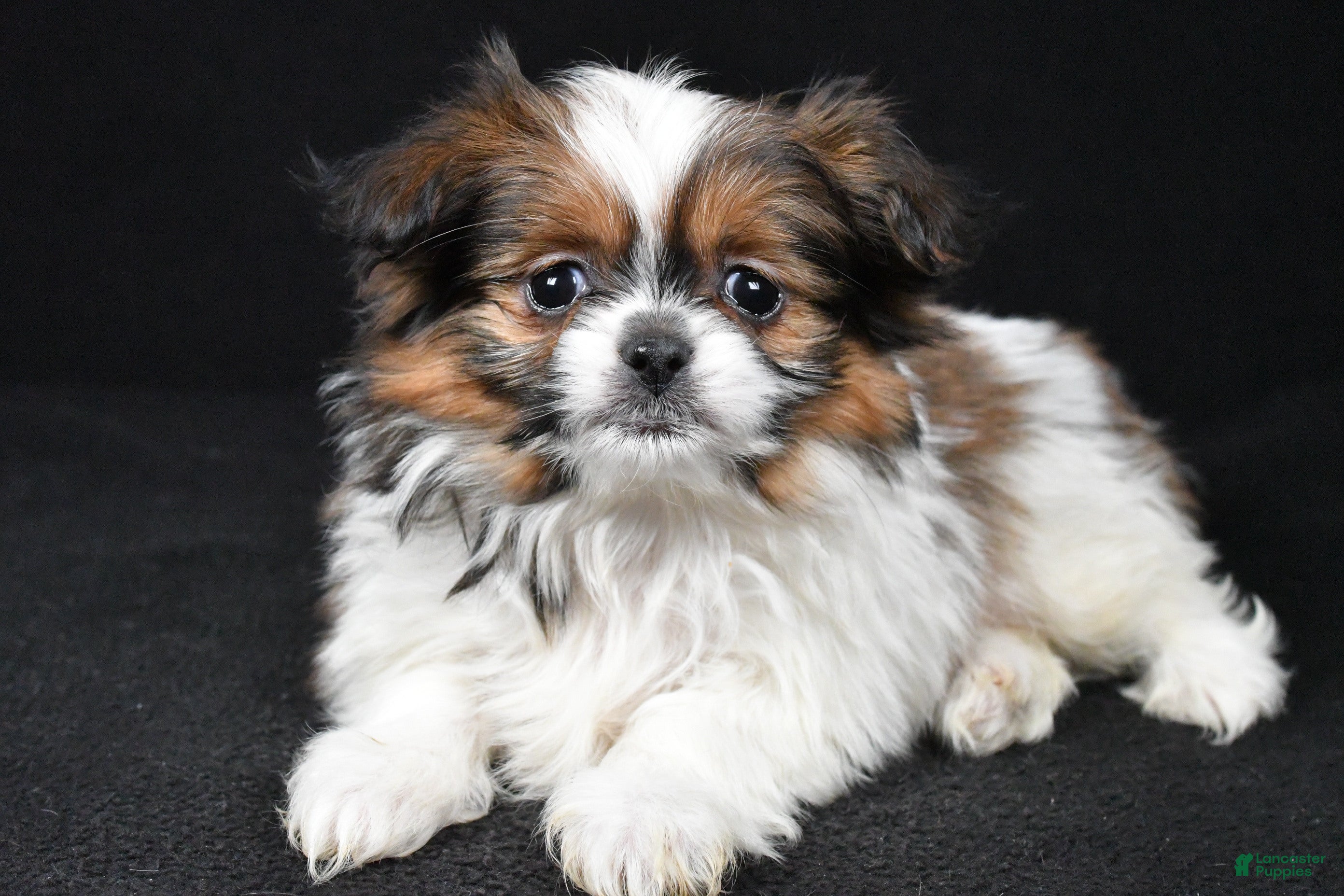 Mixed Breed dogs Anson - Ad 14