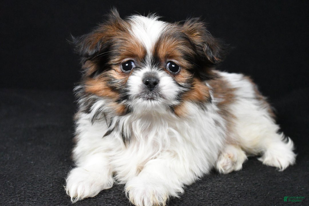 Mixed Breed dogs for sale: Anson - Ad 1