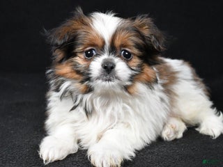 Mixed Breed dogs Anson - Ad 14