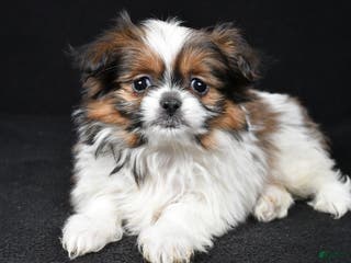 Mixed Breed dogs Anson - Ad 24