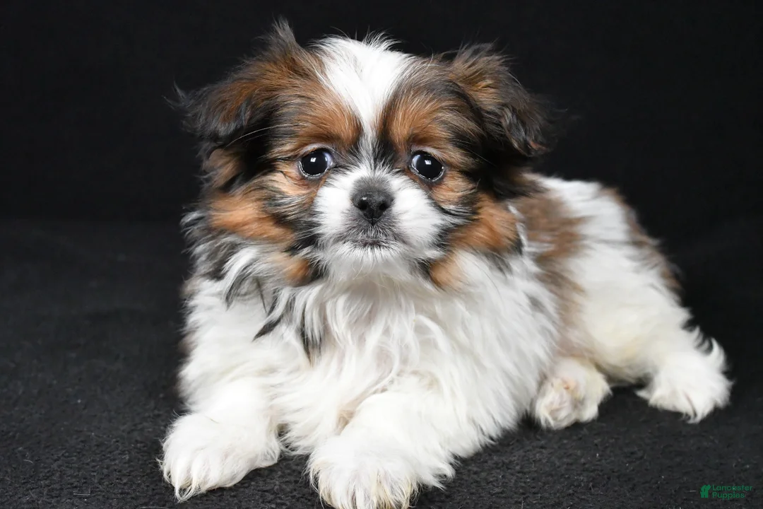 Mixed Breed dogs for sale: Anson - Ad 1