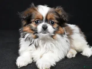 Mixed Breed dogs Anson - Ad 39