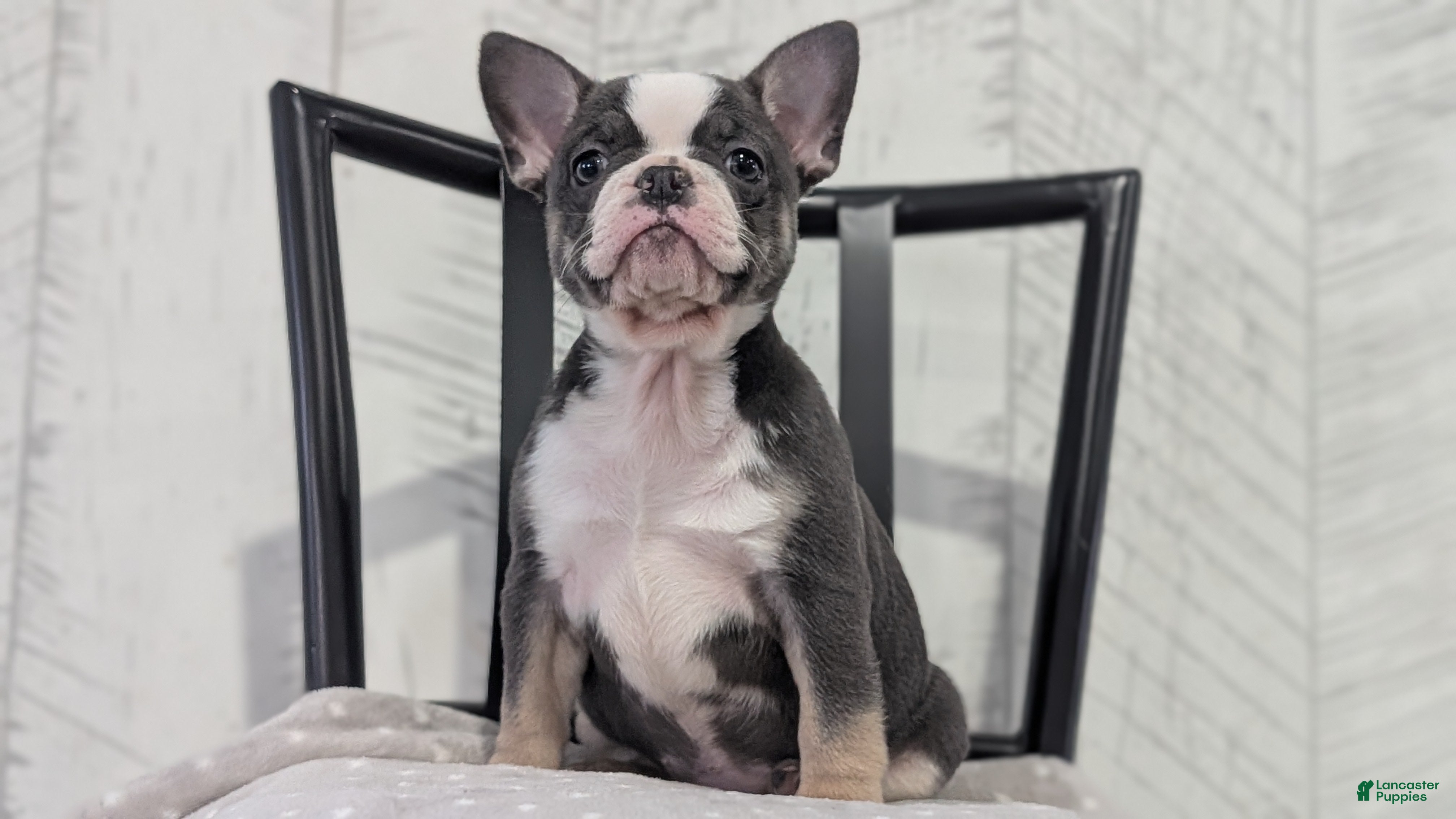 French Bulldog dogs Xena - Ad 2