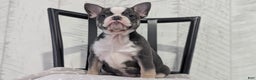 French Bulldog dogs for sale: Xena - Ad 2