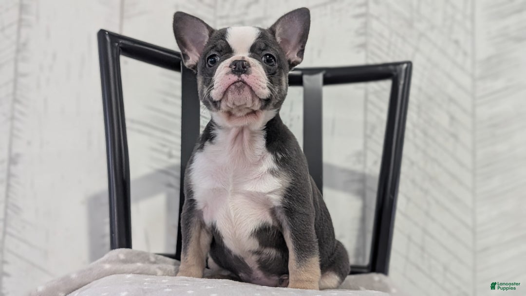 French Bulldog dogs for sale: Xena - Ad 2