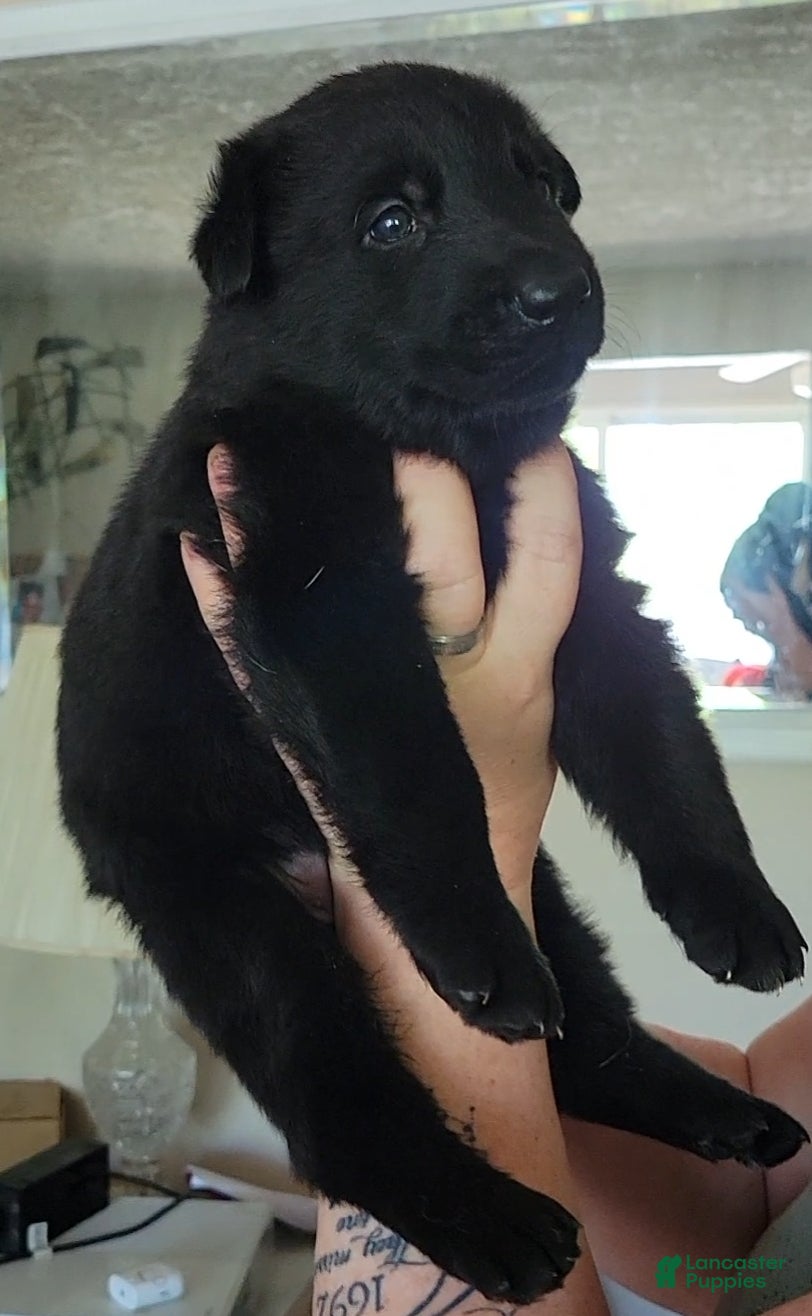 German Shepherd dogs German Shepherd Puppy 1 - Ad 1