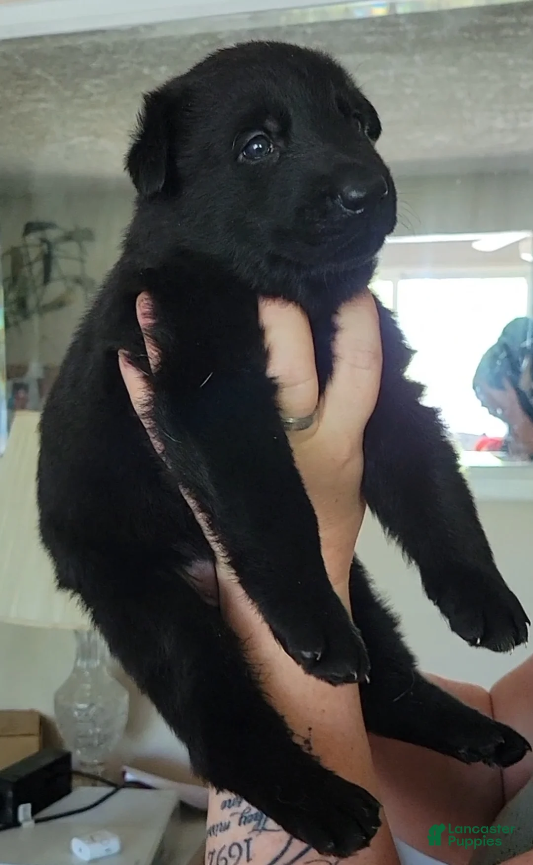 German Shepherd dogs for sale: German Shepherd Puppy 1 - Ad 1