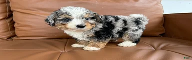 Biscuit