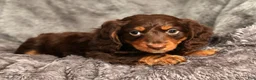 Miniature Dachshund dogs for sale: Teddy - Ad 8