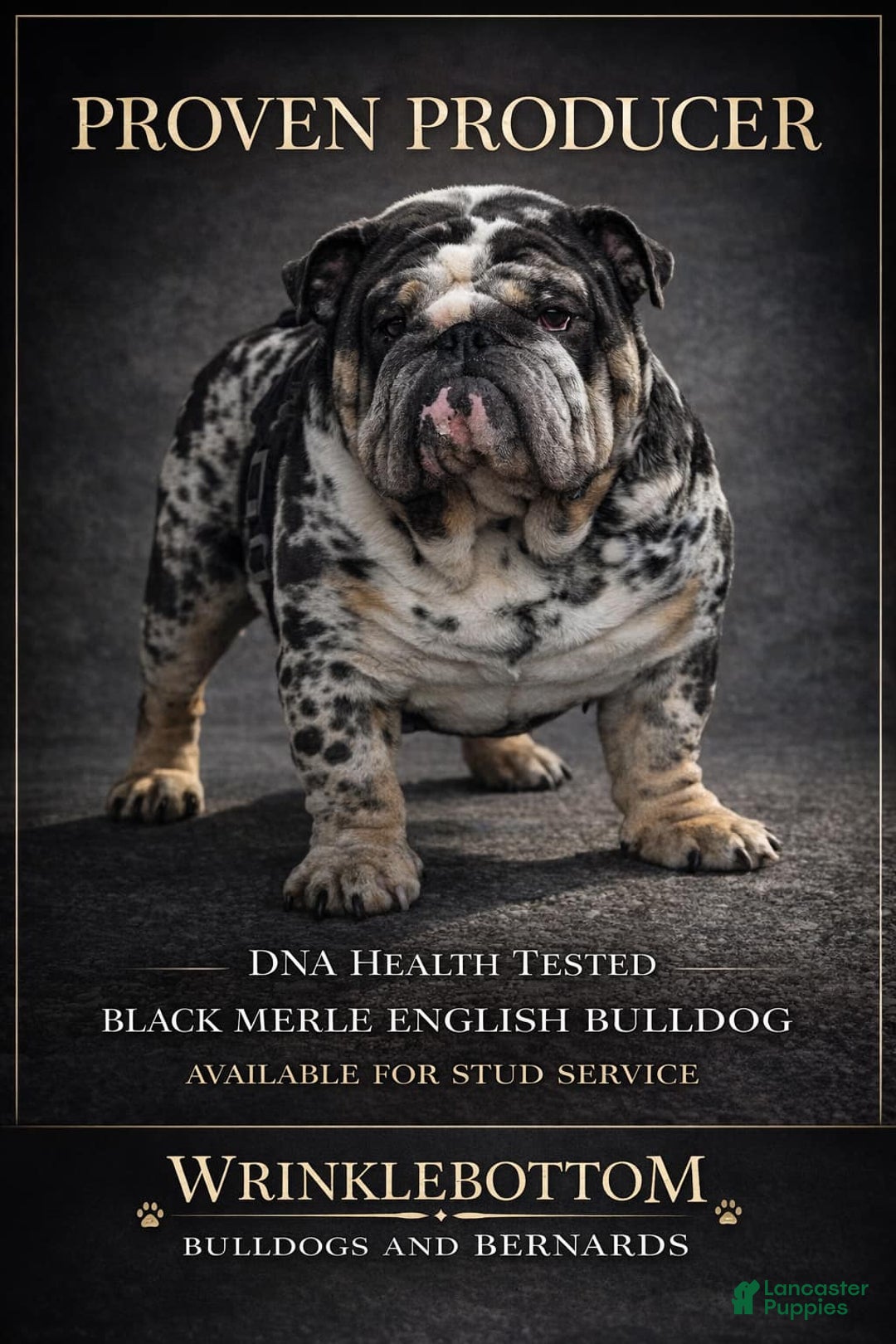 English Bulldog dogs for stud: Black Merle Stud - Ad 1